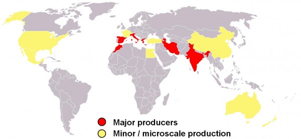 Saffron_crocus_sativus_modern_world_production